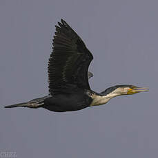 Cormoran à poitrine blanche