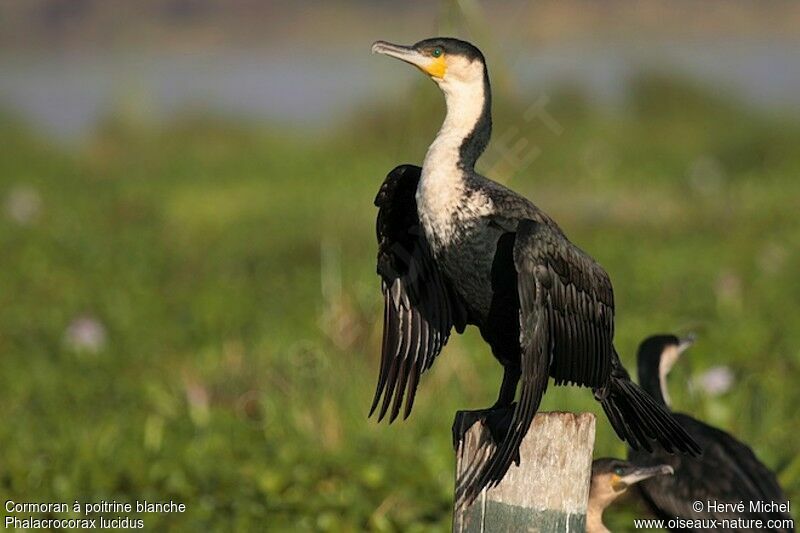 White-breasted Cormorantadult breeding