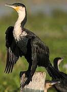 Cormoran à poitrine blanche