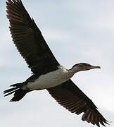 Cormoran à poitrine blanche