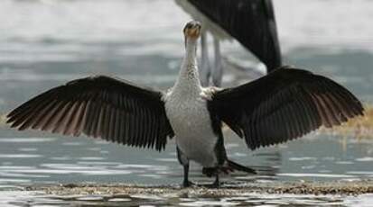 Cormoran à poitrine blanche