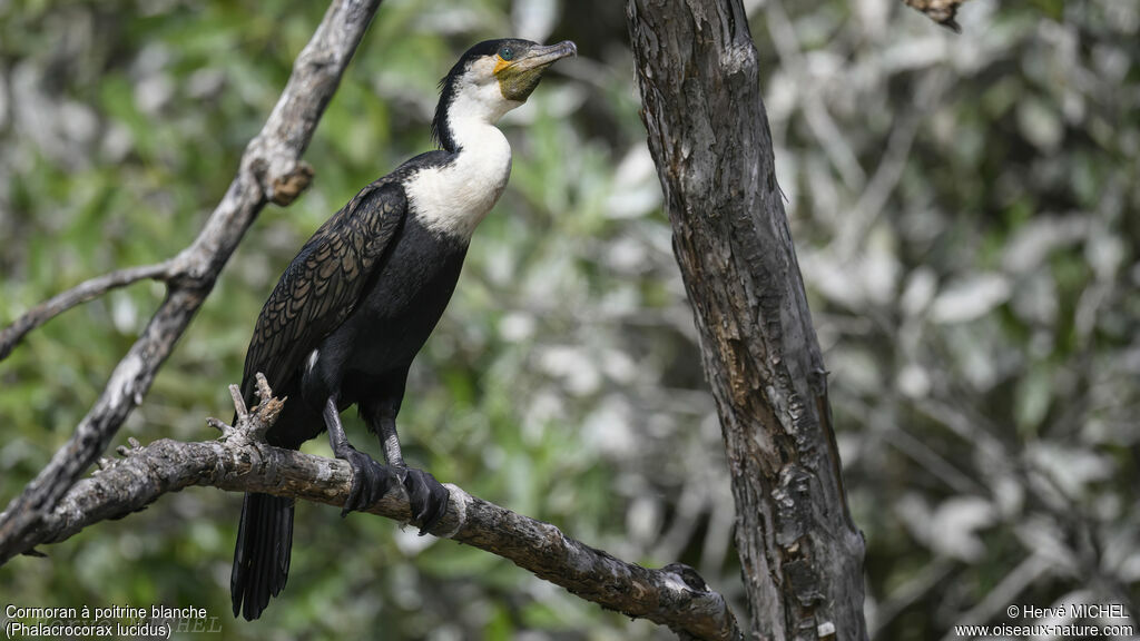 Cormoran à poitrine blancheadulte nuptial