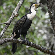 Cormoran à poitrine blanche