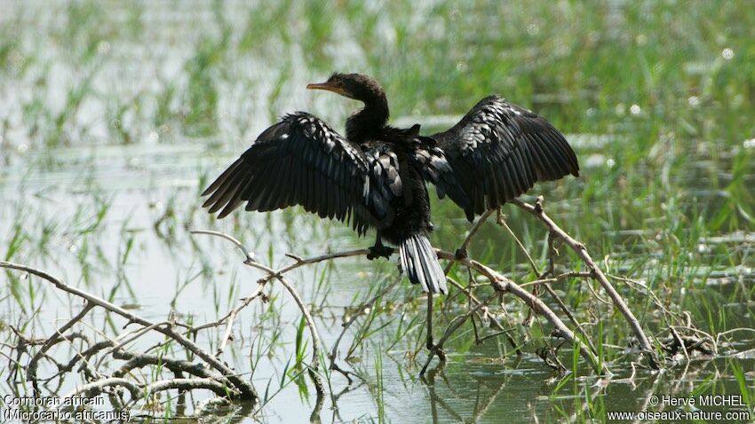 Cormoran africain