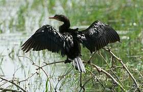 Reed Cormorant