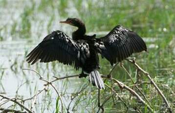 Cormoran africain