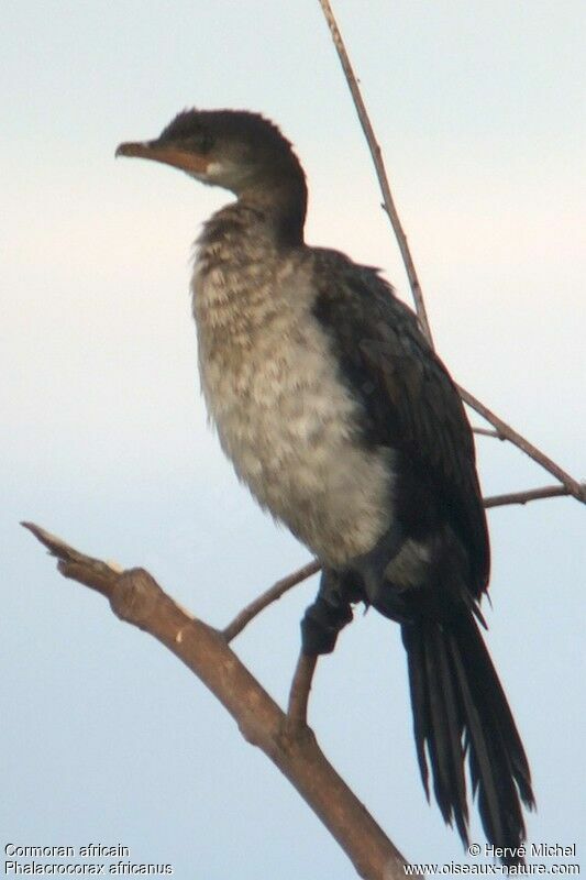 Reed Cormorant