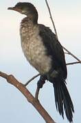 Reed Cormorant