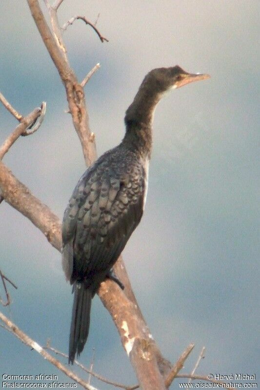 Reed Cormorant