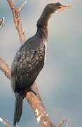 Reed Cormorant