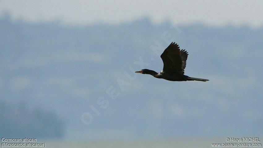 Reed Cormorantadult