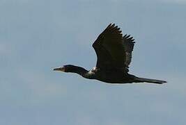 Reed Cormorant