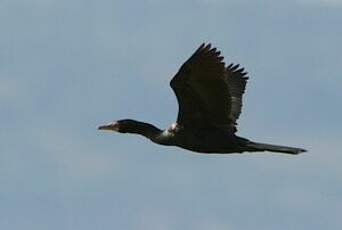 Cormoran africain