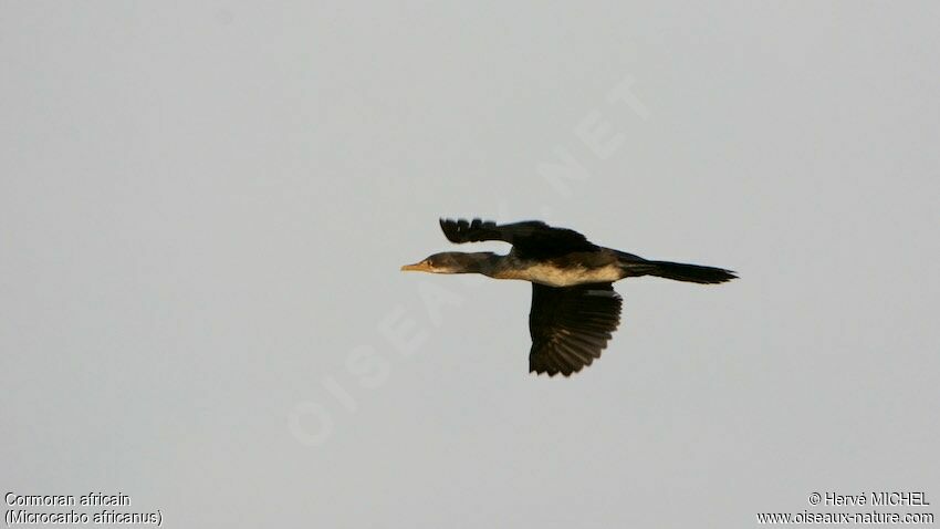 Cormoran africainimmature