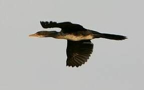 Reed Cormorant