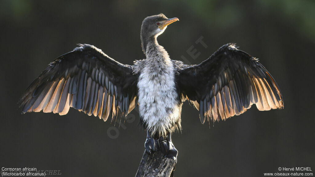 Cormoran africain