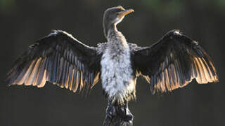 Reed Cormorant