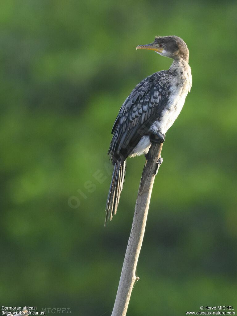 Cormoran africain