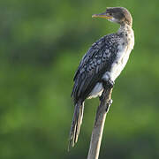 Reed Cormorant