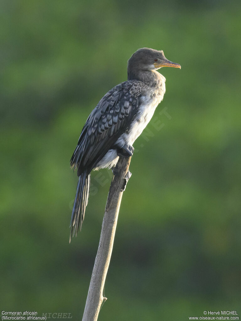 Reed Cormorant