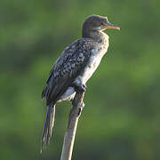 Reed Cormorant