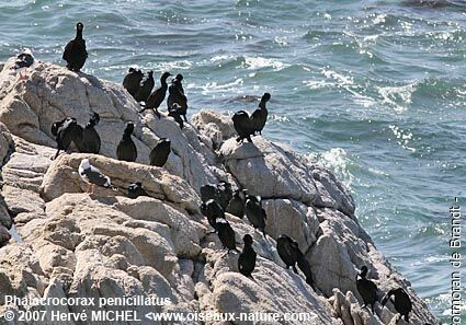 Brandt's Cormorant