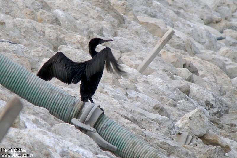 Socotra Cormorantadult post breeding, identification