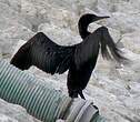 Cormoran de Socotra