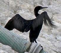 Socotra Cormorant