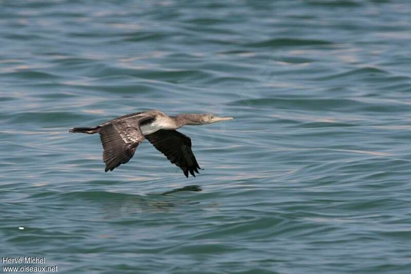 Socotra CormorantFirst year, Flight