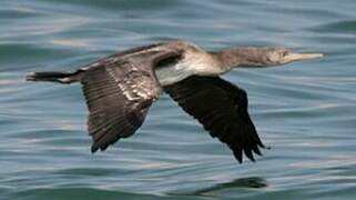 Socotra Cormorant