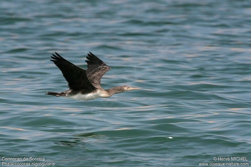 Socotra CormorantFirst year, Flight