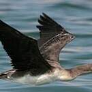 Cormoran de Socotra