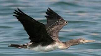 Socotra Cormorant