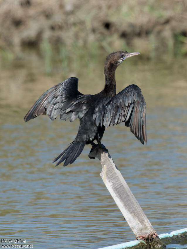 Little Cormorantimmature, moulting, care, aspect, pigmentation