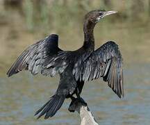 Little Cormorant