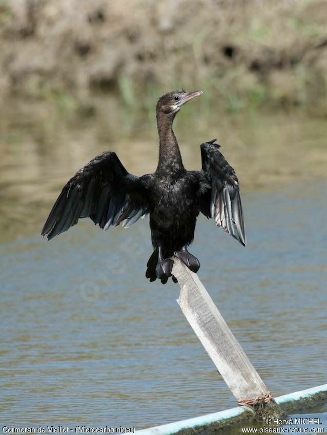 Little Cormorant