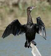 Little Cormorant