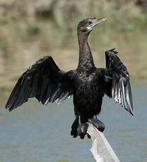 Cormoran de Vieillot