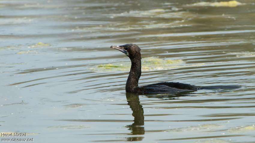 Little Cormorantadult transition, pigmentation, swimming