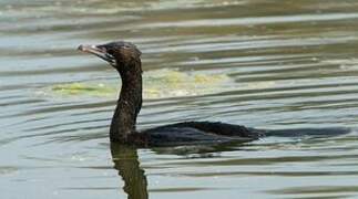 Little Cormorant