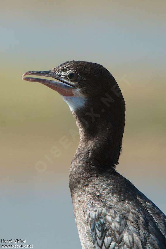 Little Cormorantjuvenile, close-up portrait