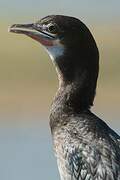 Little Cormorant