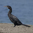 Cormoran de Vieillot