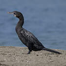 Cormoran de Vieillot