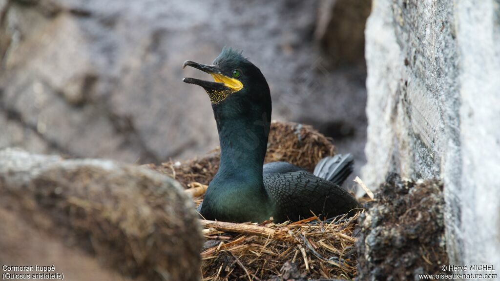 Cormoran huppéadulte nuptial