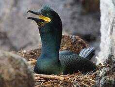 European Shag