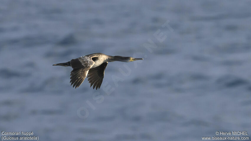 Cormoran huppéimmature