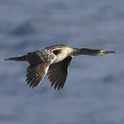 European Shag