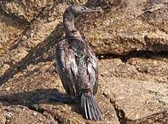 Pelagic Cormorant